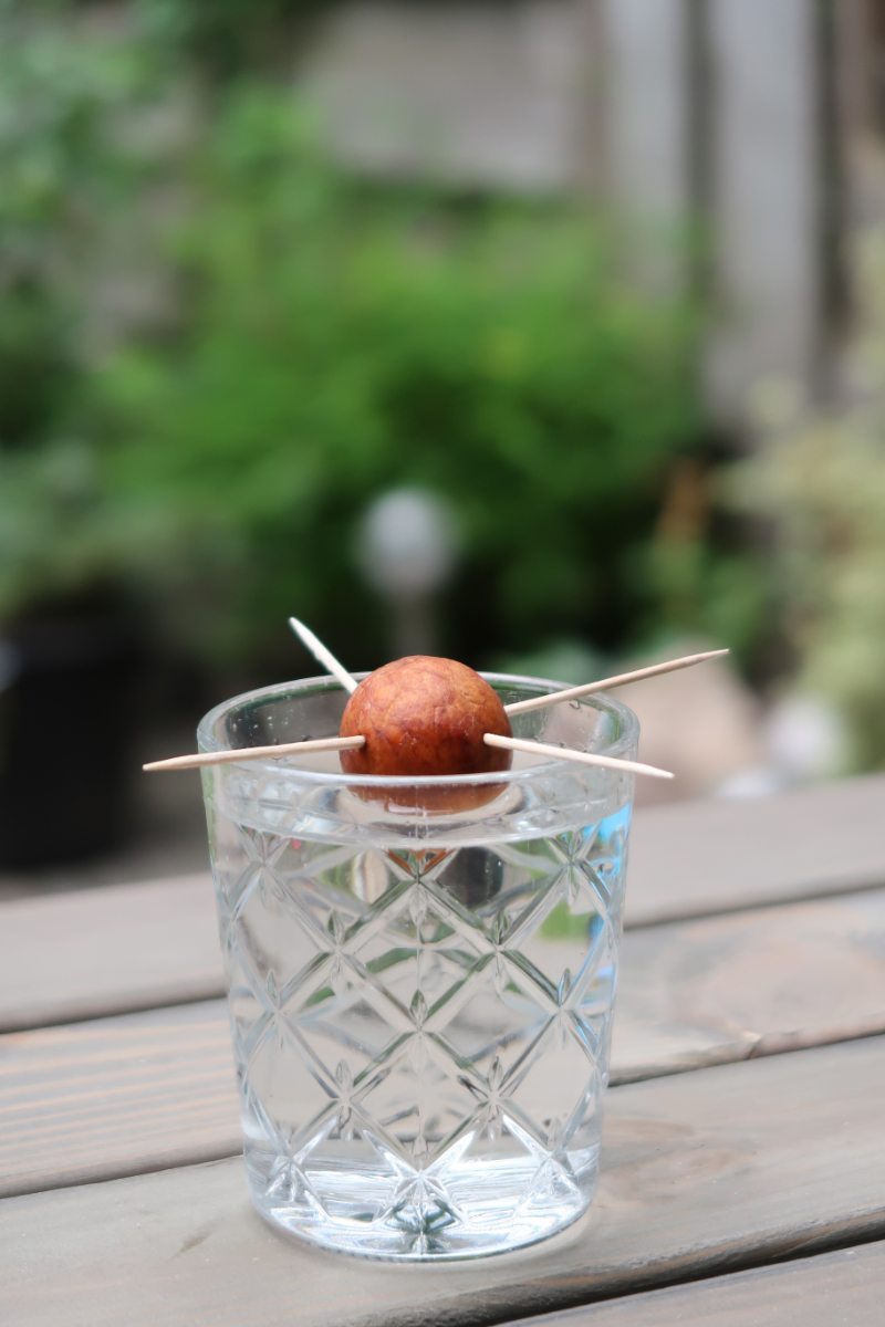 avocadopit laten groeien