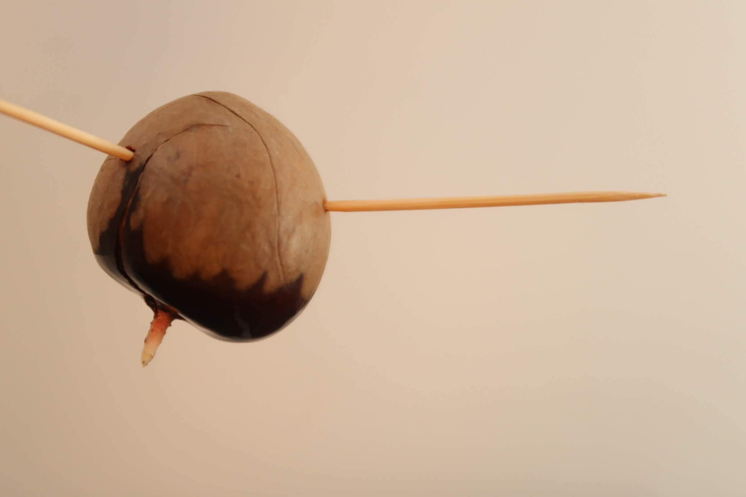 avocadopit laten groeien