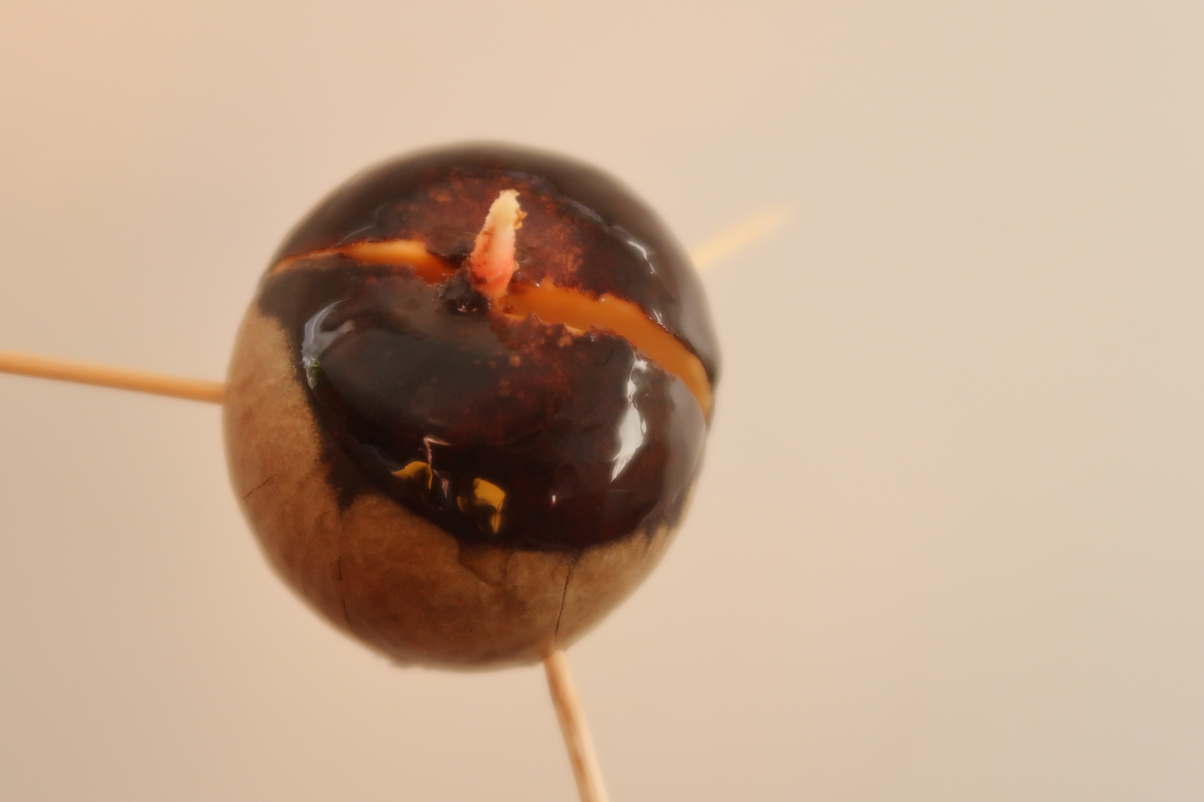 avocadopit laten groeien