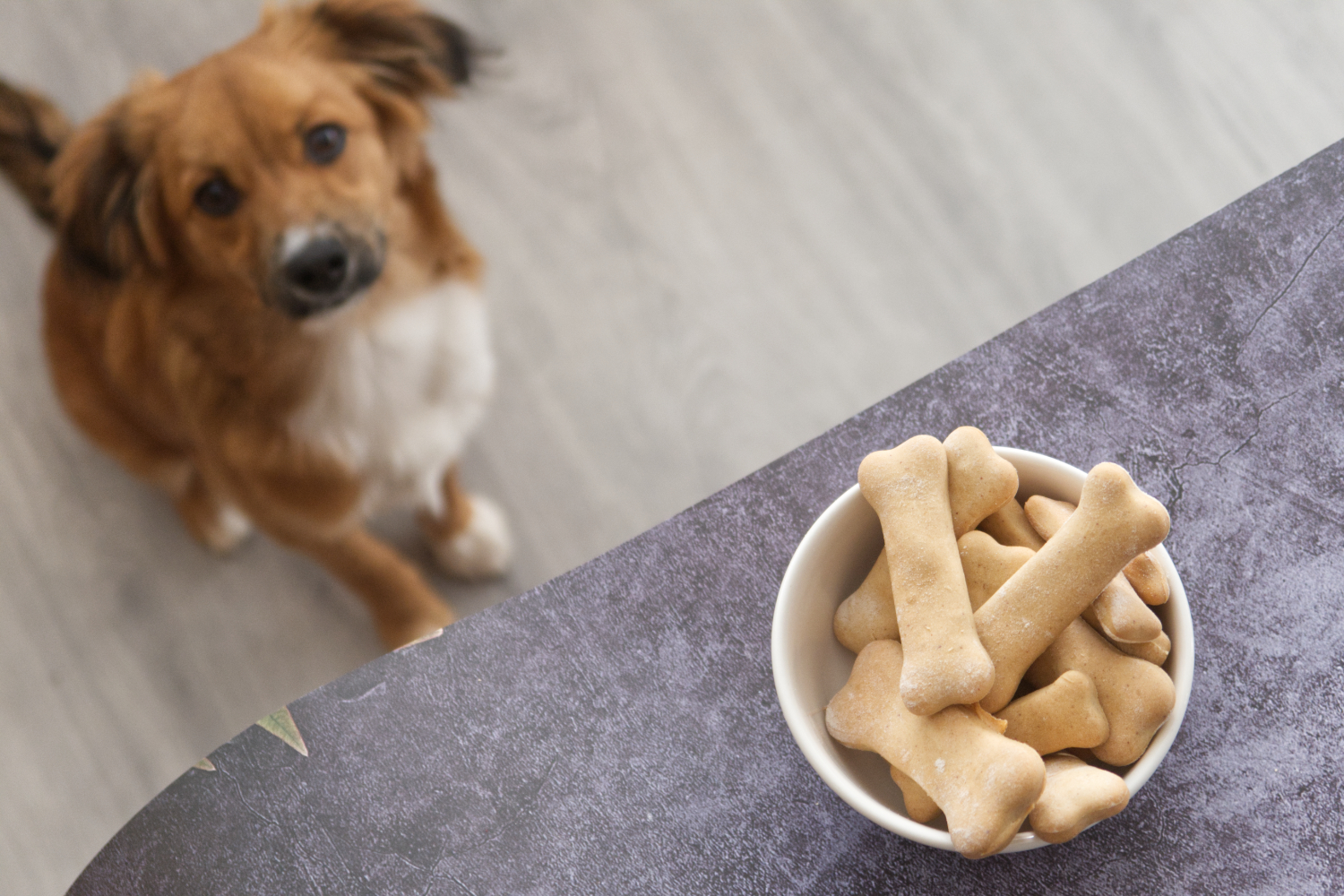 zelf hondenkoekjes maken